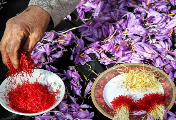 میزان تولید سالانه زعفران در ایران
