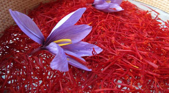خریداران عمده زعفران در سراسر کشور